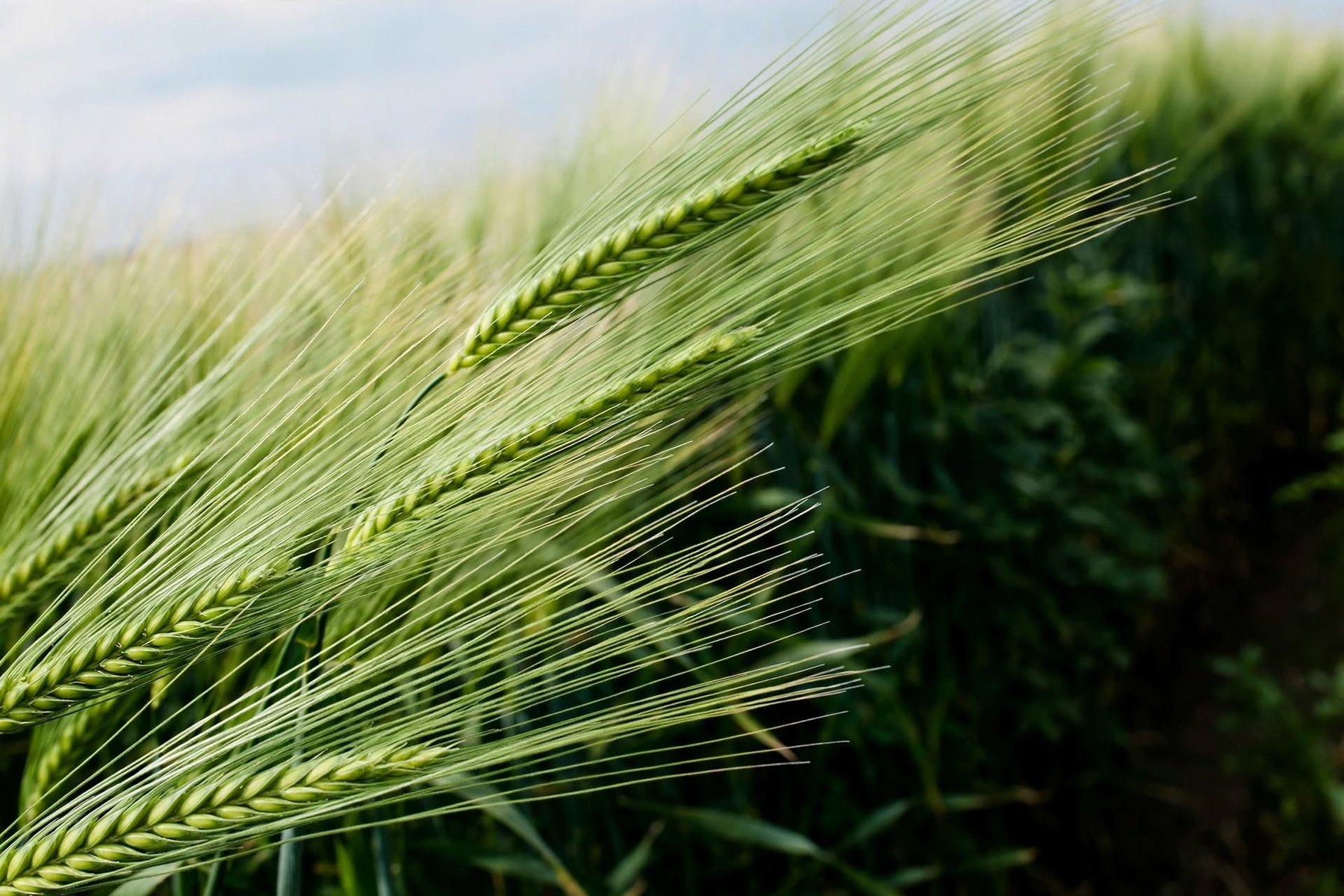 Sustainable Irrigation for Smarter Farming